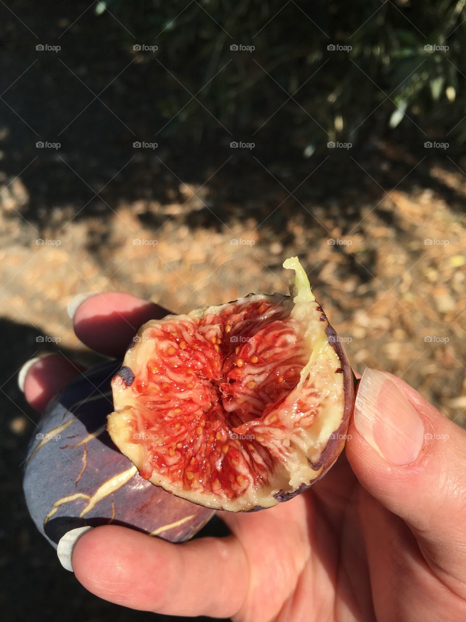 Fig