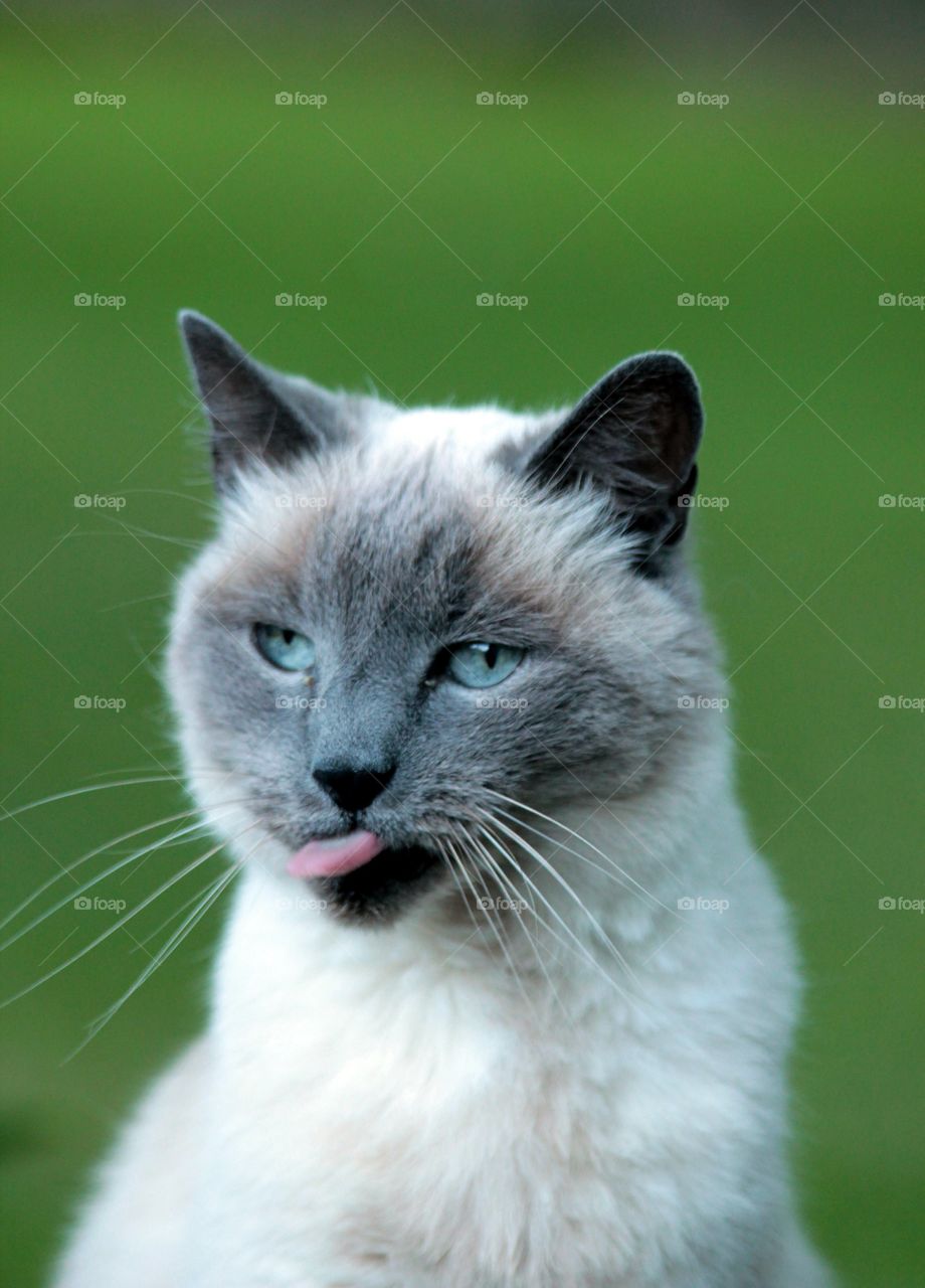 cat sticking out the tongue
