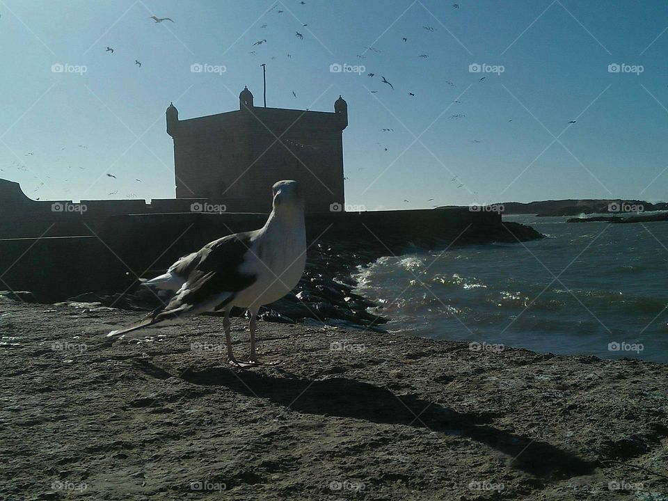 Beautiful seagull looking at my camera at essaouira city in Morocco