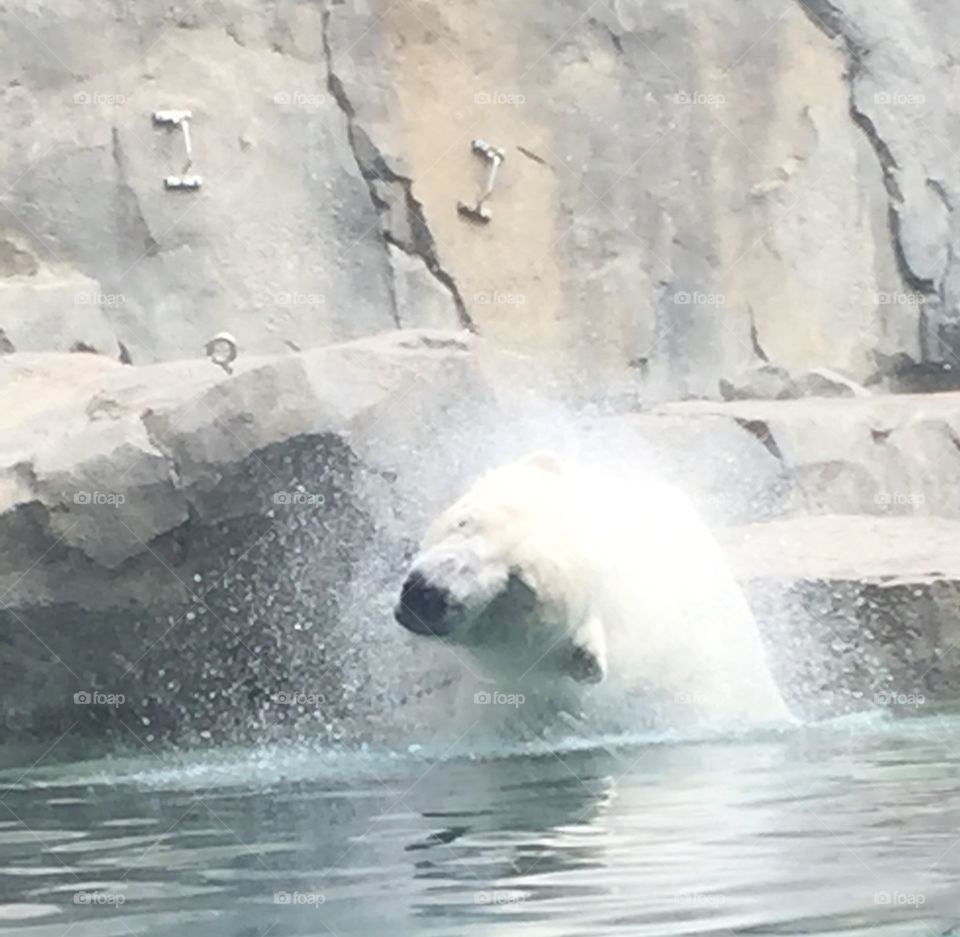 Beautiful polar bear cooling off in the icy water at Brookfield Zoo in Illinois!  Action photo!