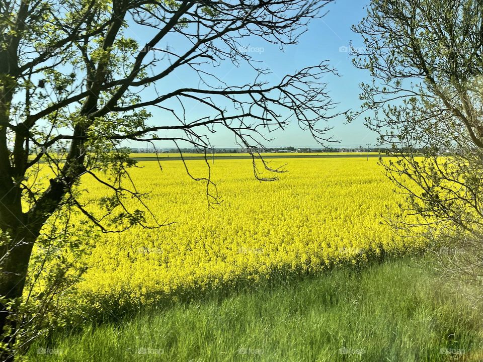 Country side landscape. Yellow field and blue sky