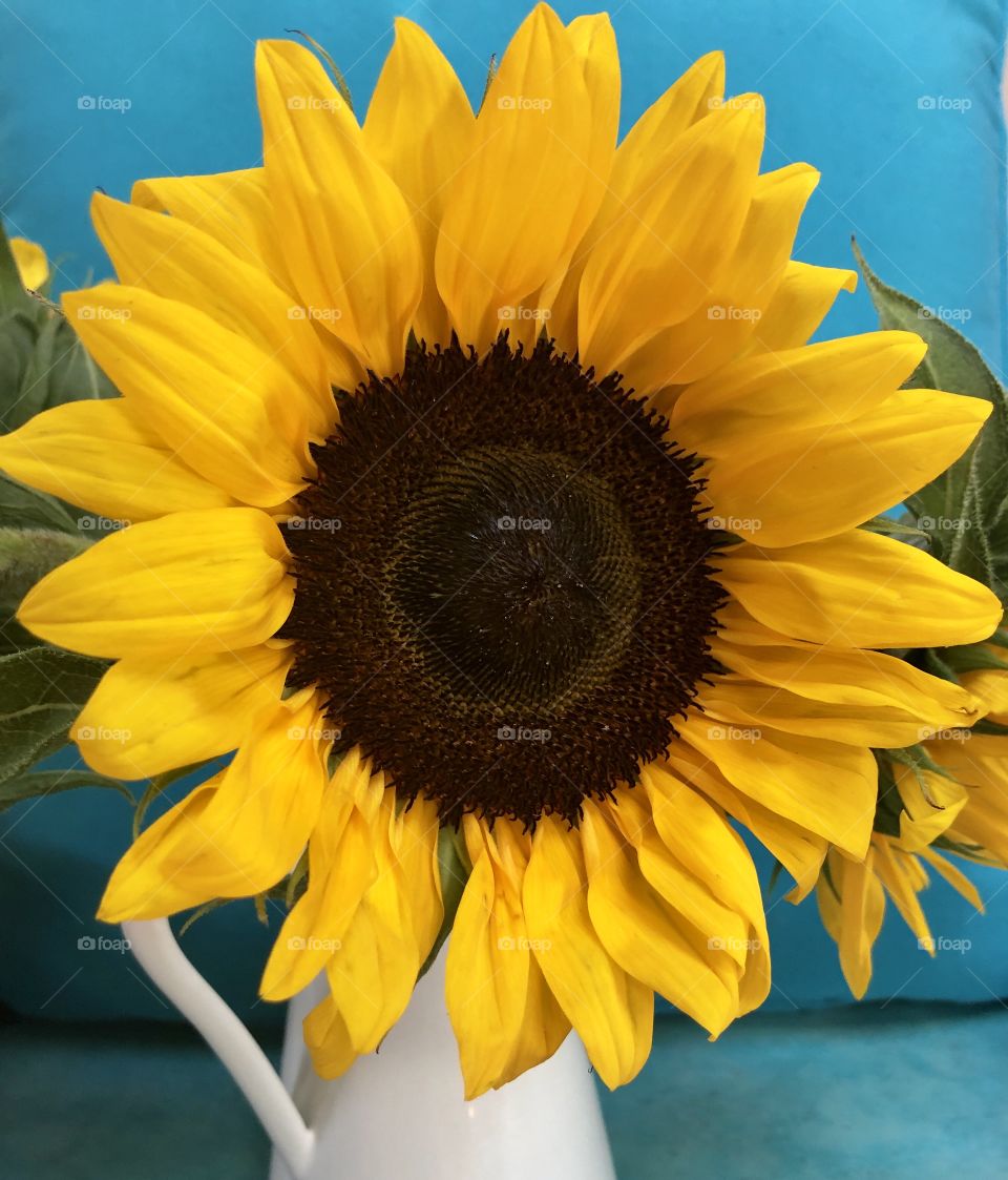 Sunflower in white pitcher with teal background 