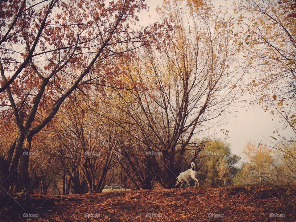 Tree, No Person, Landscape, Fall, Winter