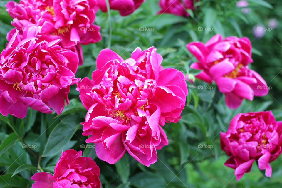 Peony, peonies, roses, pink, red, white, flowers, bouquet, summer, sun, nature. Landscape, still-life, village, flowerbed, plant, vegetation, grass, decor, fluffy, fluffy flowers, bulk flowers, plush flowers, petals, buds, leaves