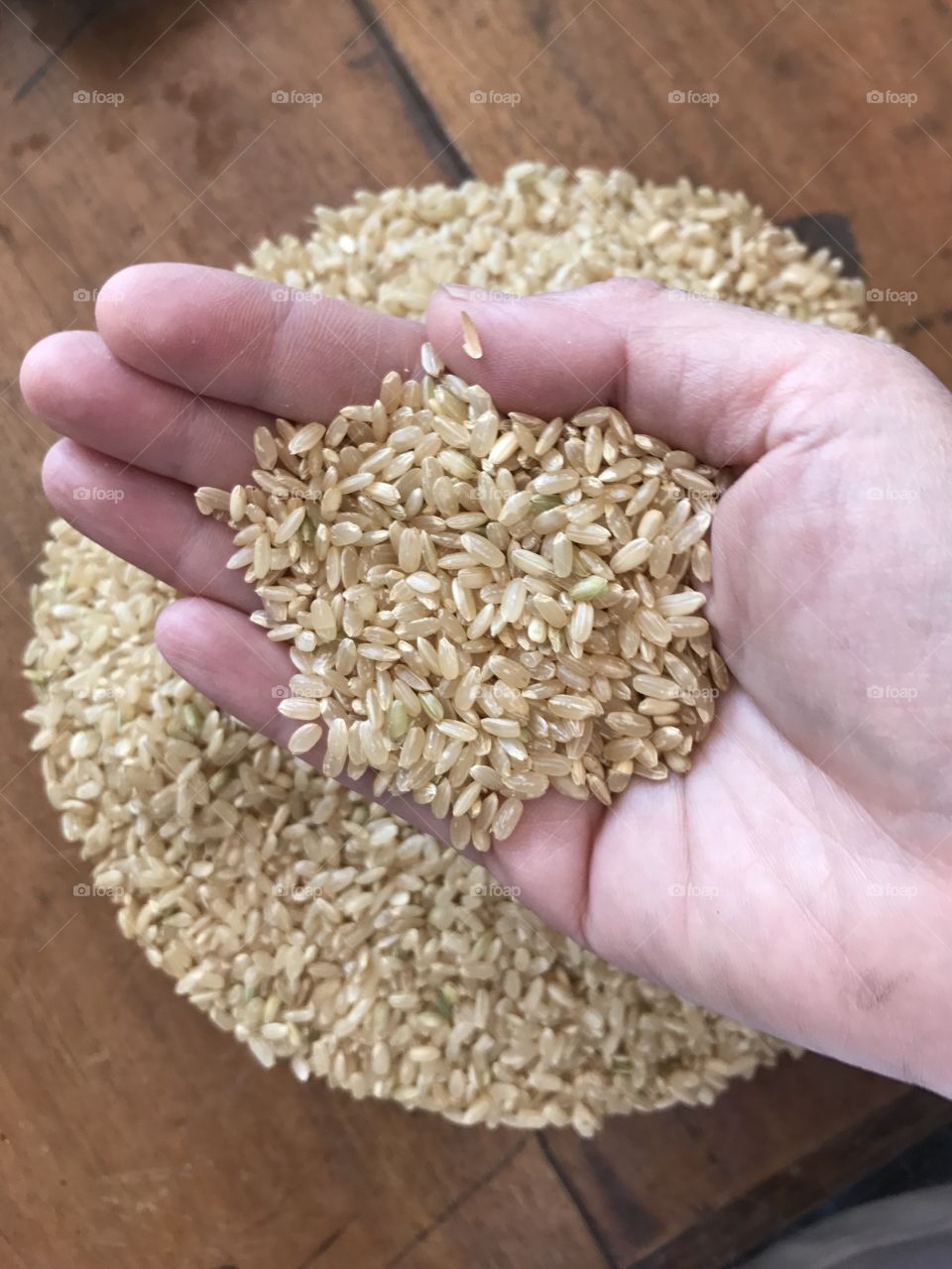 Hand holding brown rice
