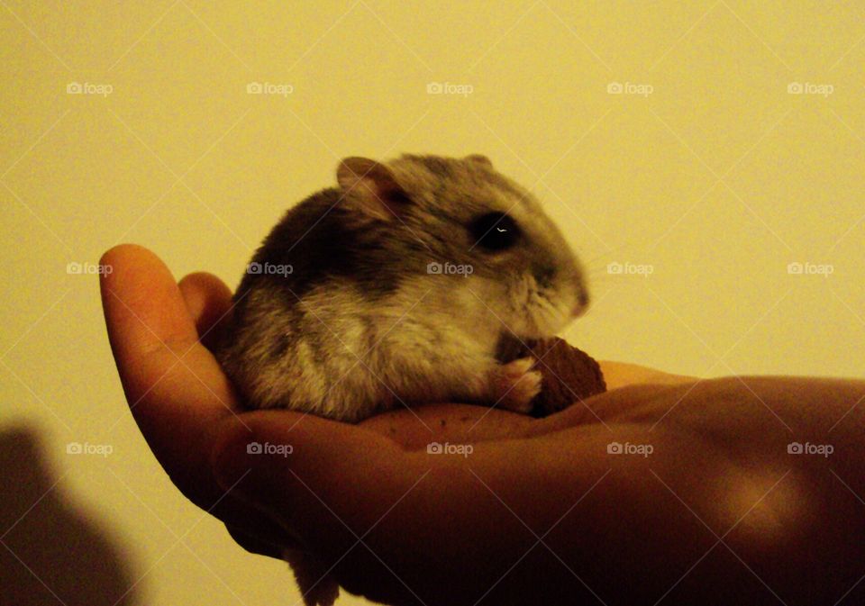 Epsilon, my beloved little hamster friend. Cuddly time with a snack! ❤
