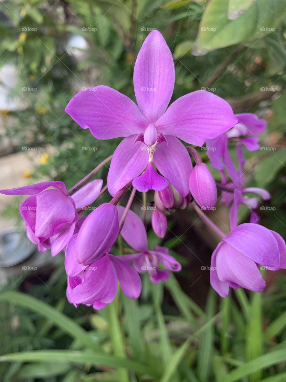 Refreshing wild flowers!