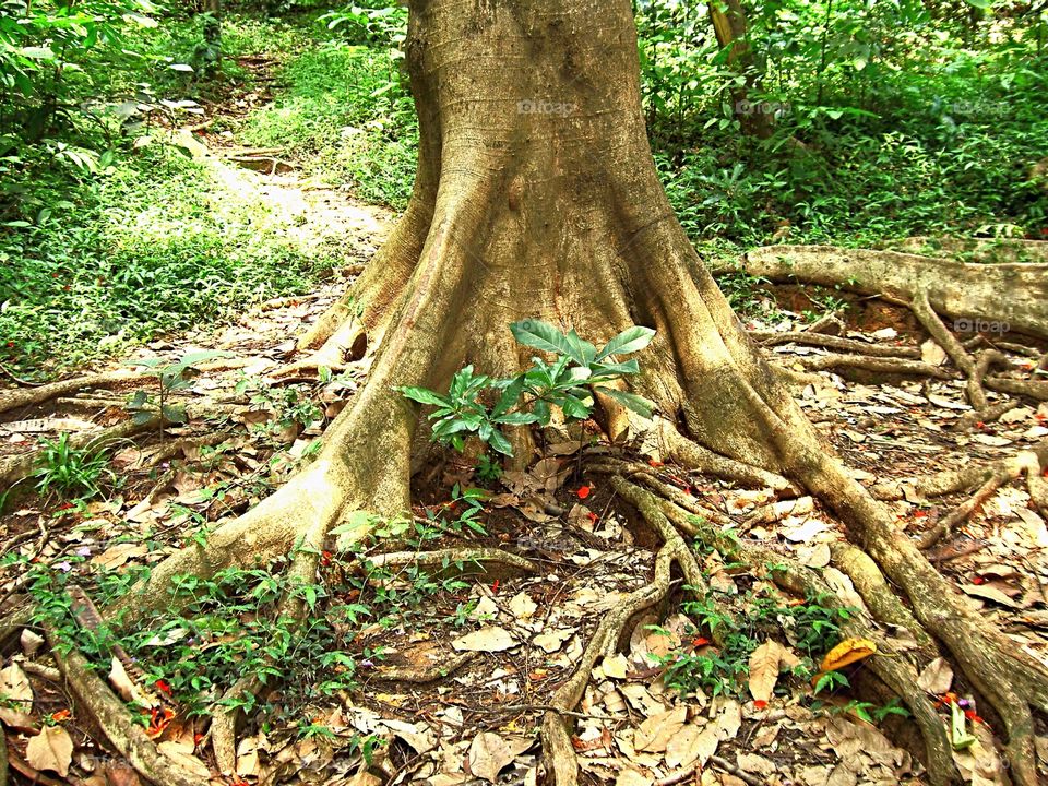 jungle tree roots