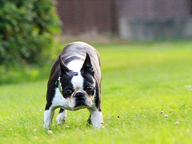 This puppy loves to play tag with the other pup and loves to intercept and try to steal the ball. She is not interested in the long distance run or chase just short sprints and play! 