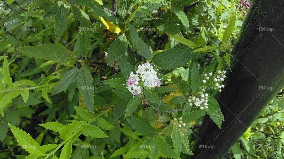 White spring flower