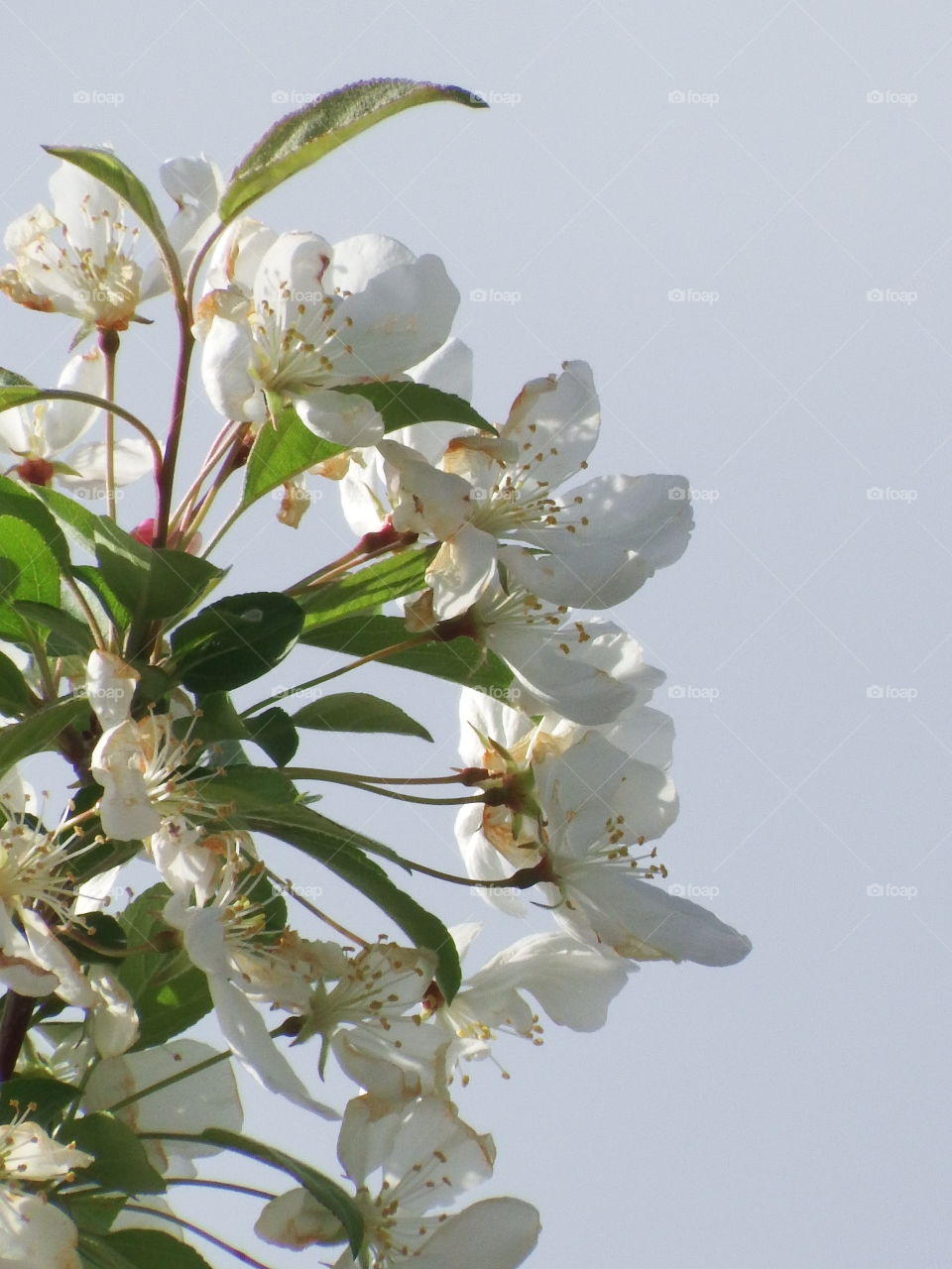 beautiful white Bradford pear blooms closeup in the springtime sun.