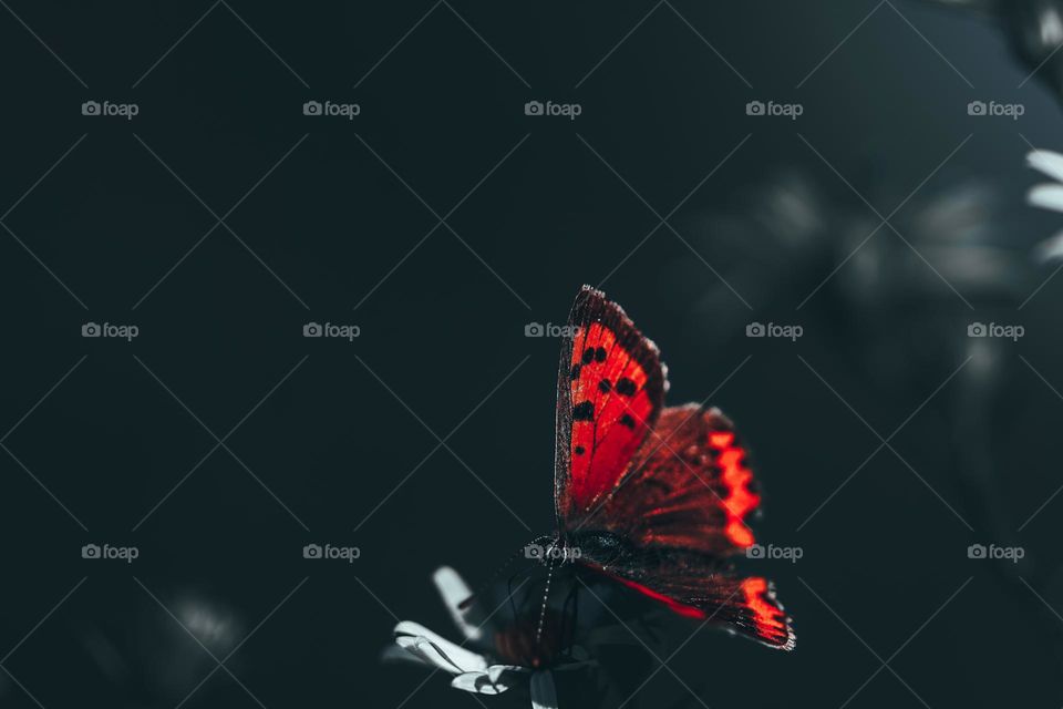 red butterfly 