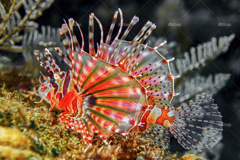 Beautiful colourful fish