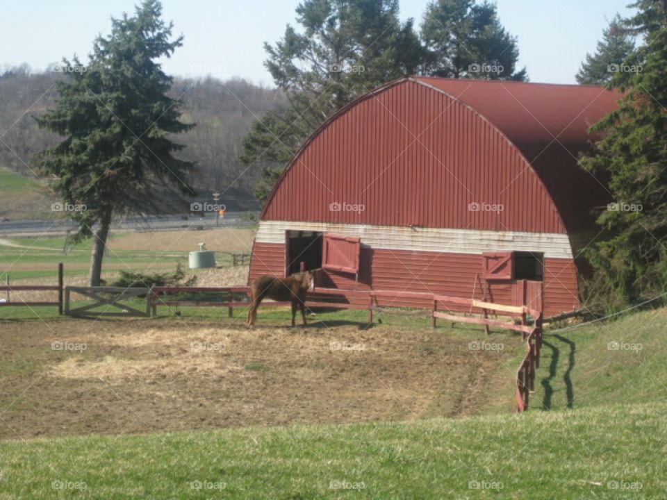 horse with barn