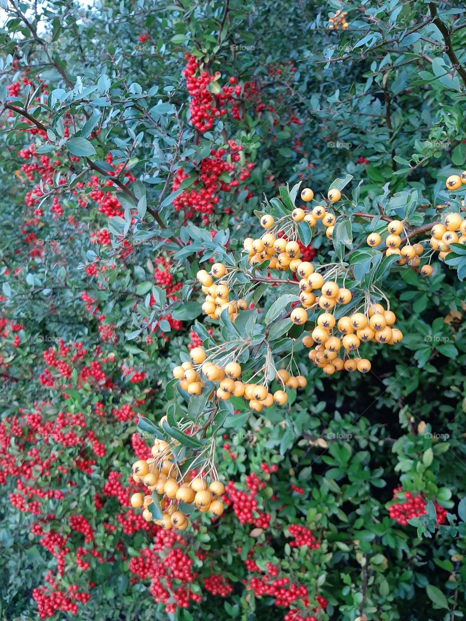 yellow and red hawthorn