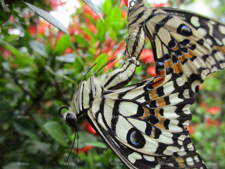 butterfly acrobat