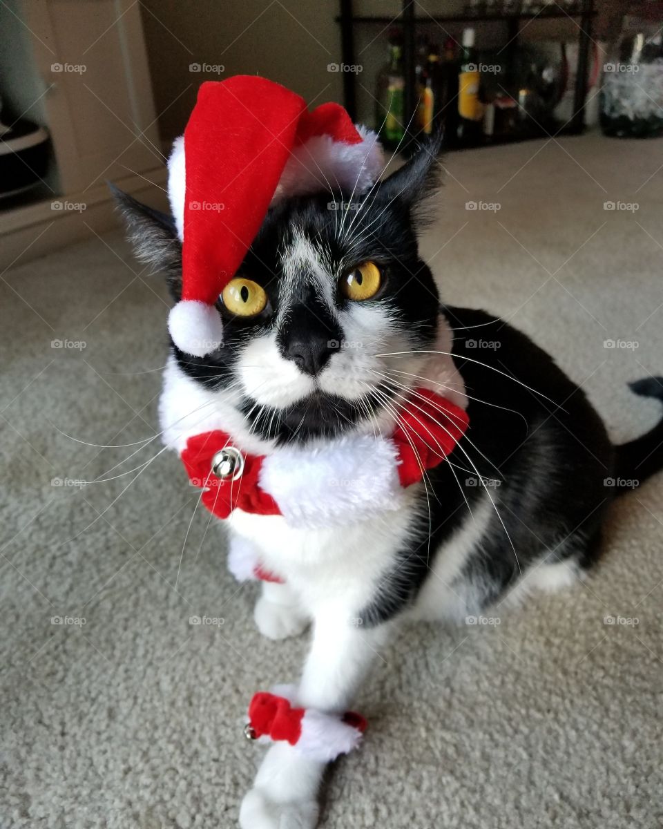 He Hates the Holidays