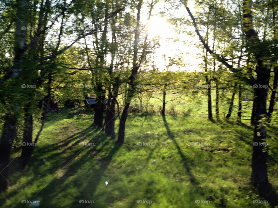 NATURE, TREE, MORNING, SUNRISE