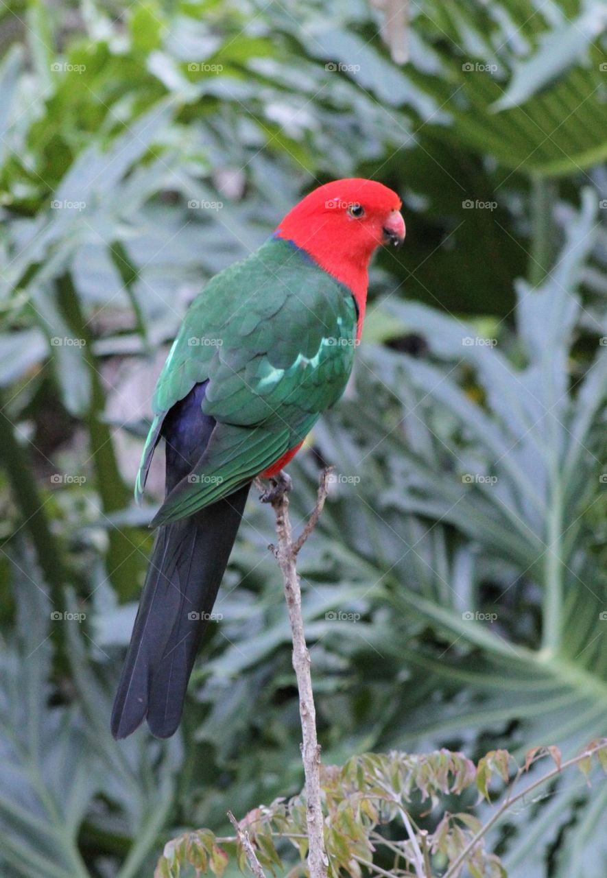 Male King Parrot