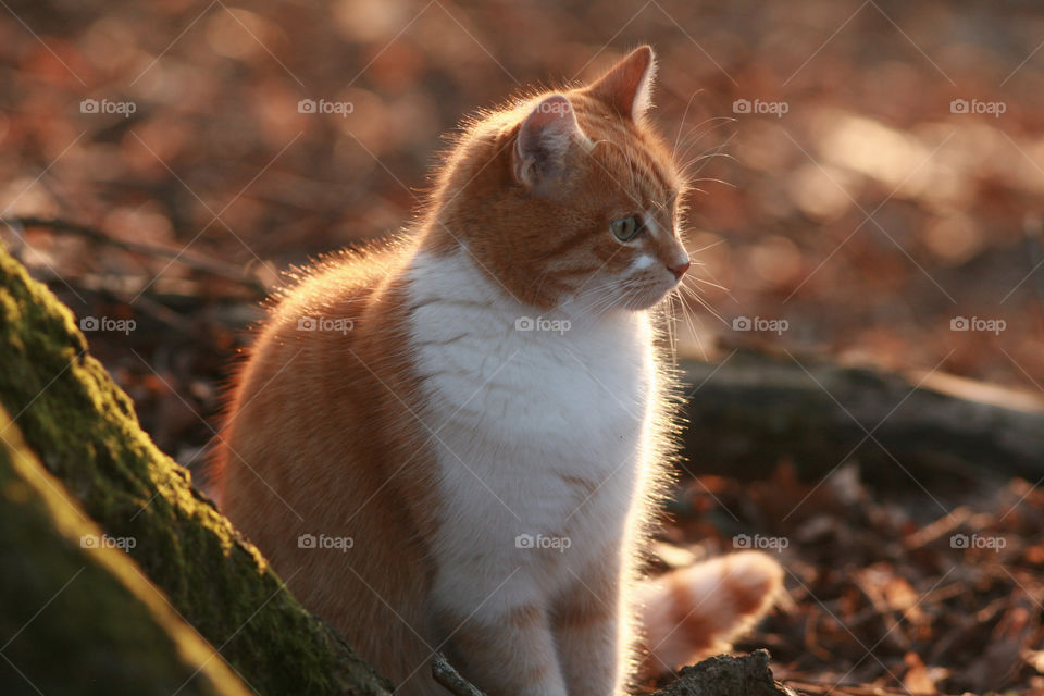 fluffy cat sitting beside a  tree. backlight