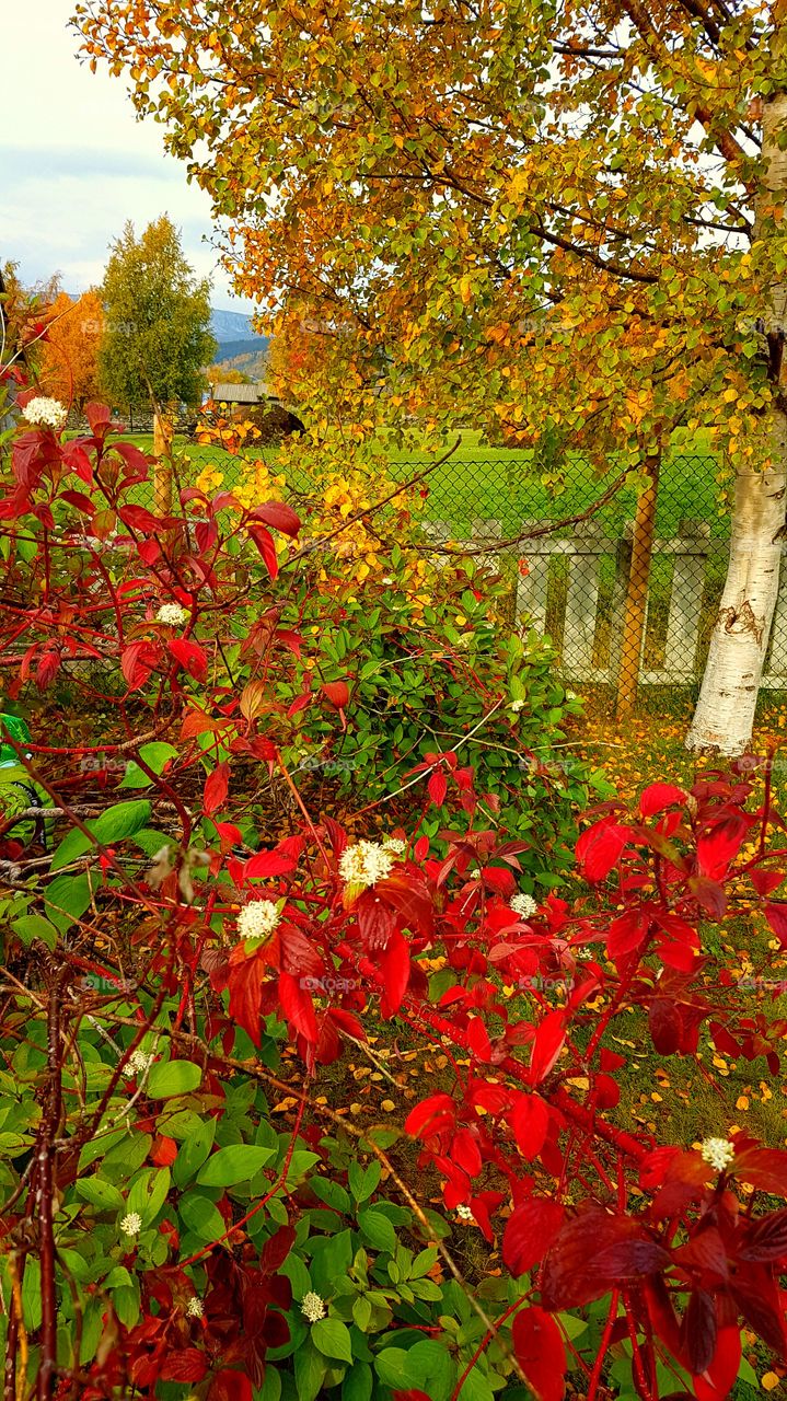 Red Autumn