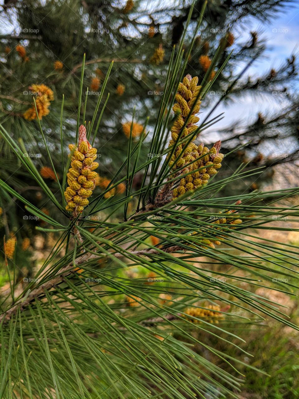 Pine trees flower