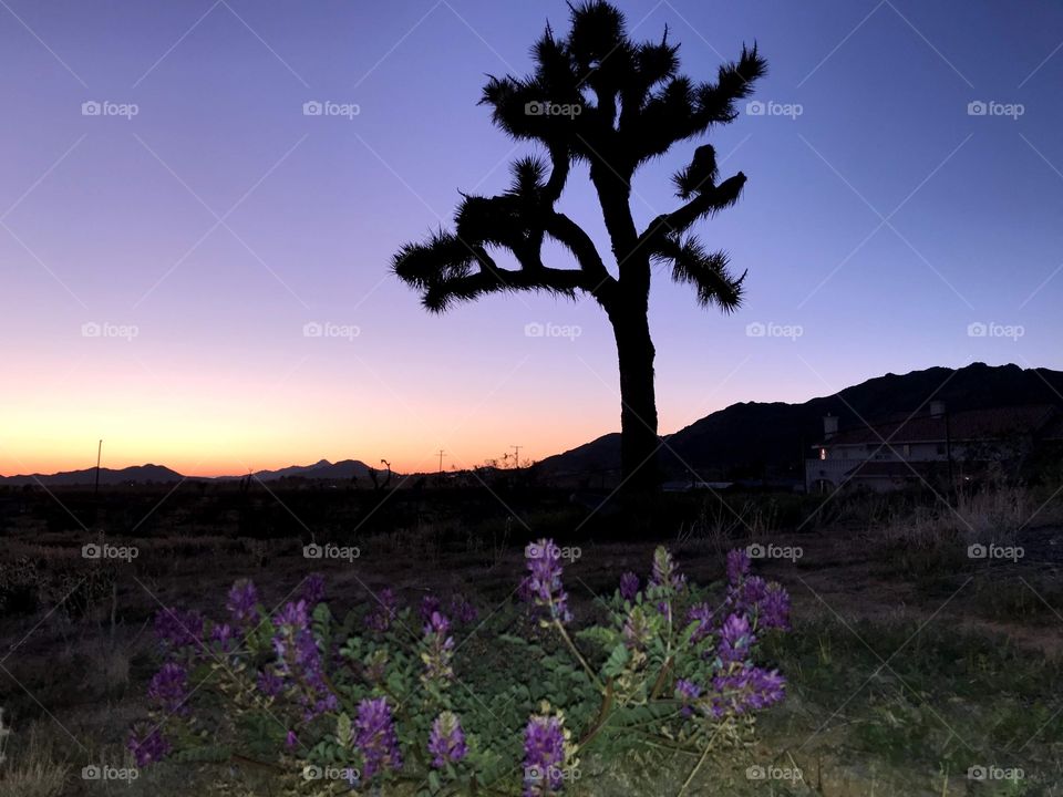 Purple desert sunset