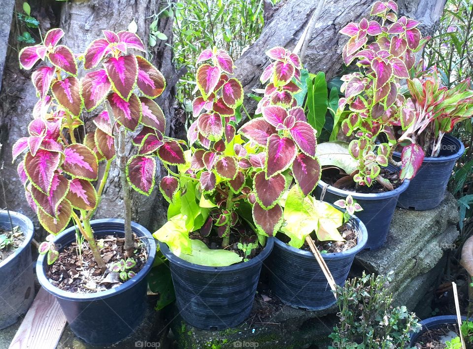Beautiful bright decorative plant Coleus