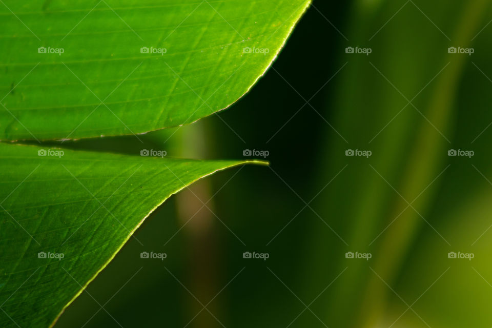 Pedaço de folha verde cortada ao meio.