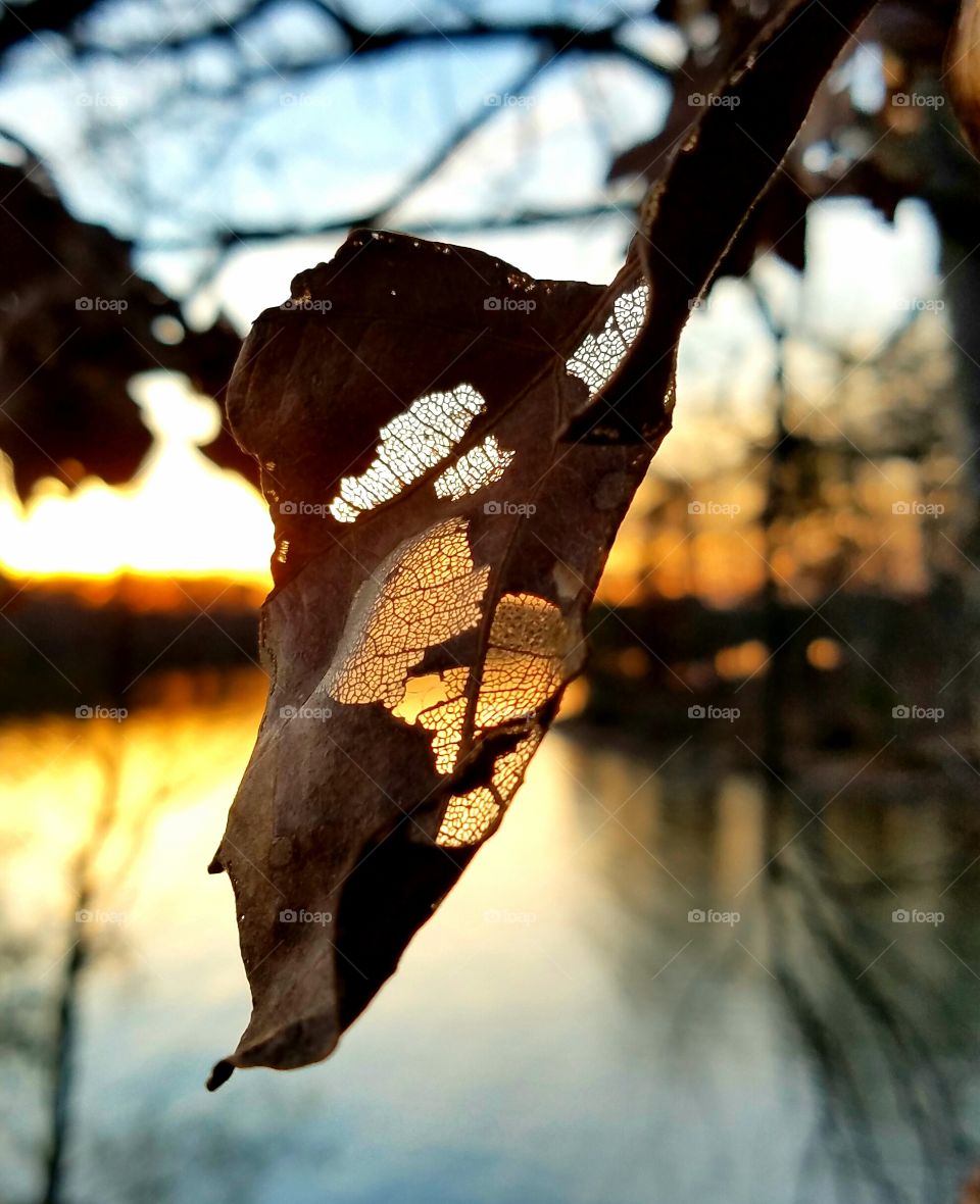 leaf during sunset over lake.