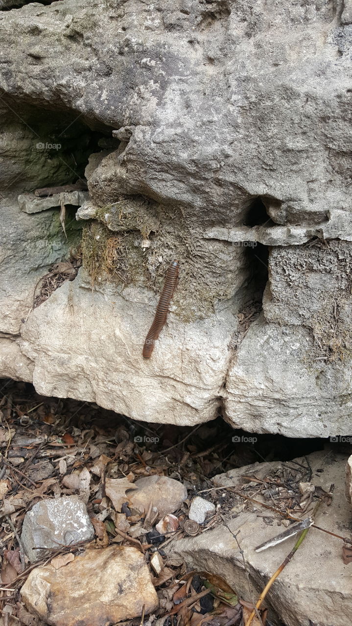 Arkansas giant millipede