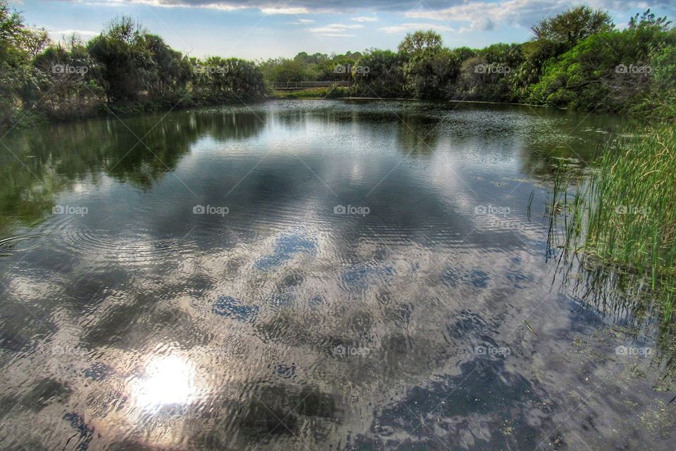 Windy Florida pond reflection