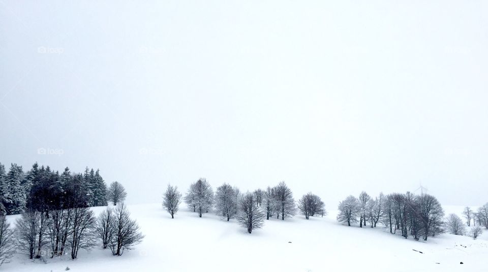 Winter, Snow, Cold, Frost, Fog