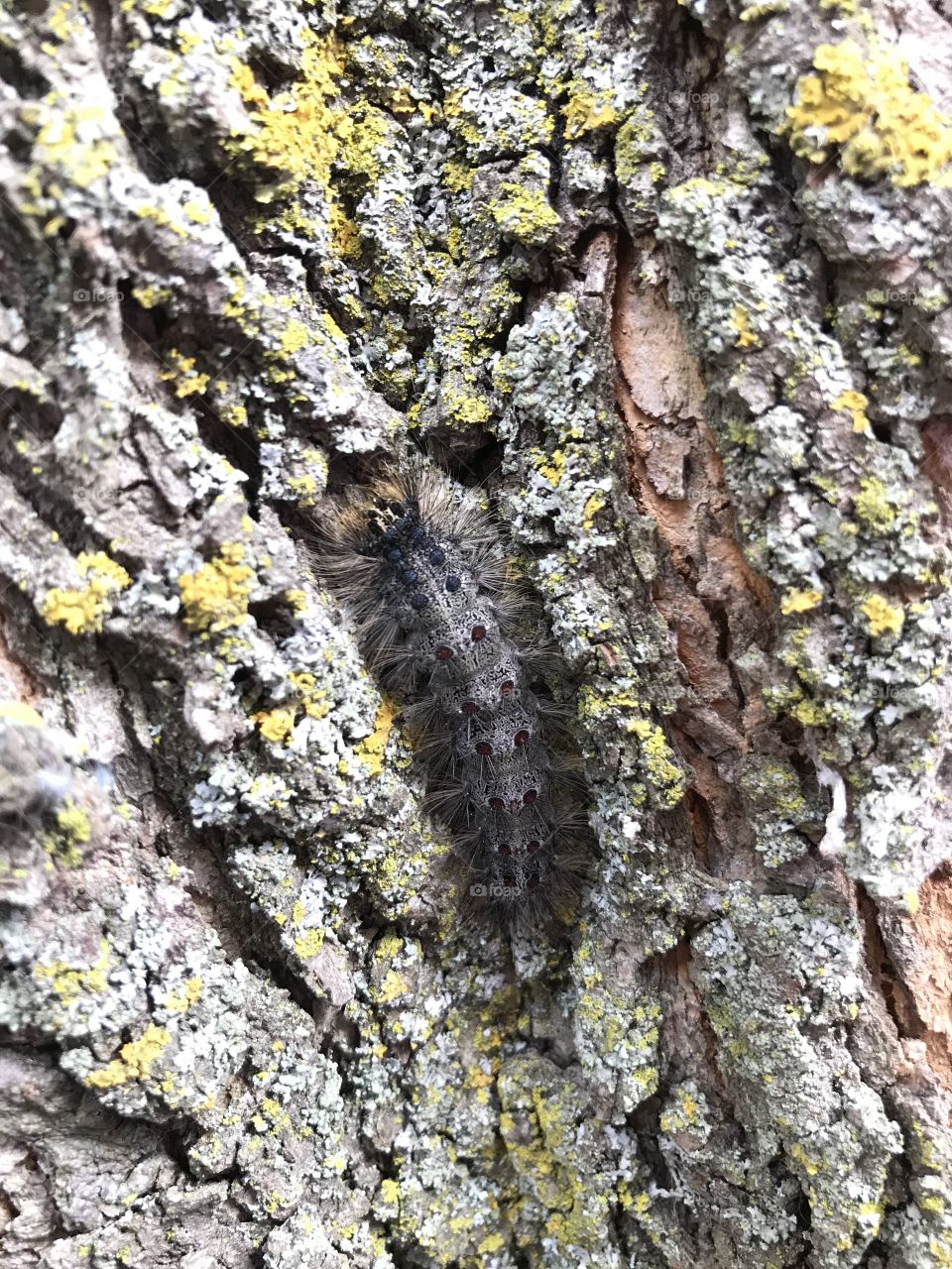 Gypsy moth in caterpillar stage on a tree