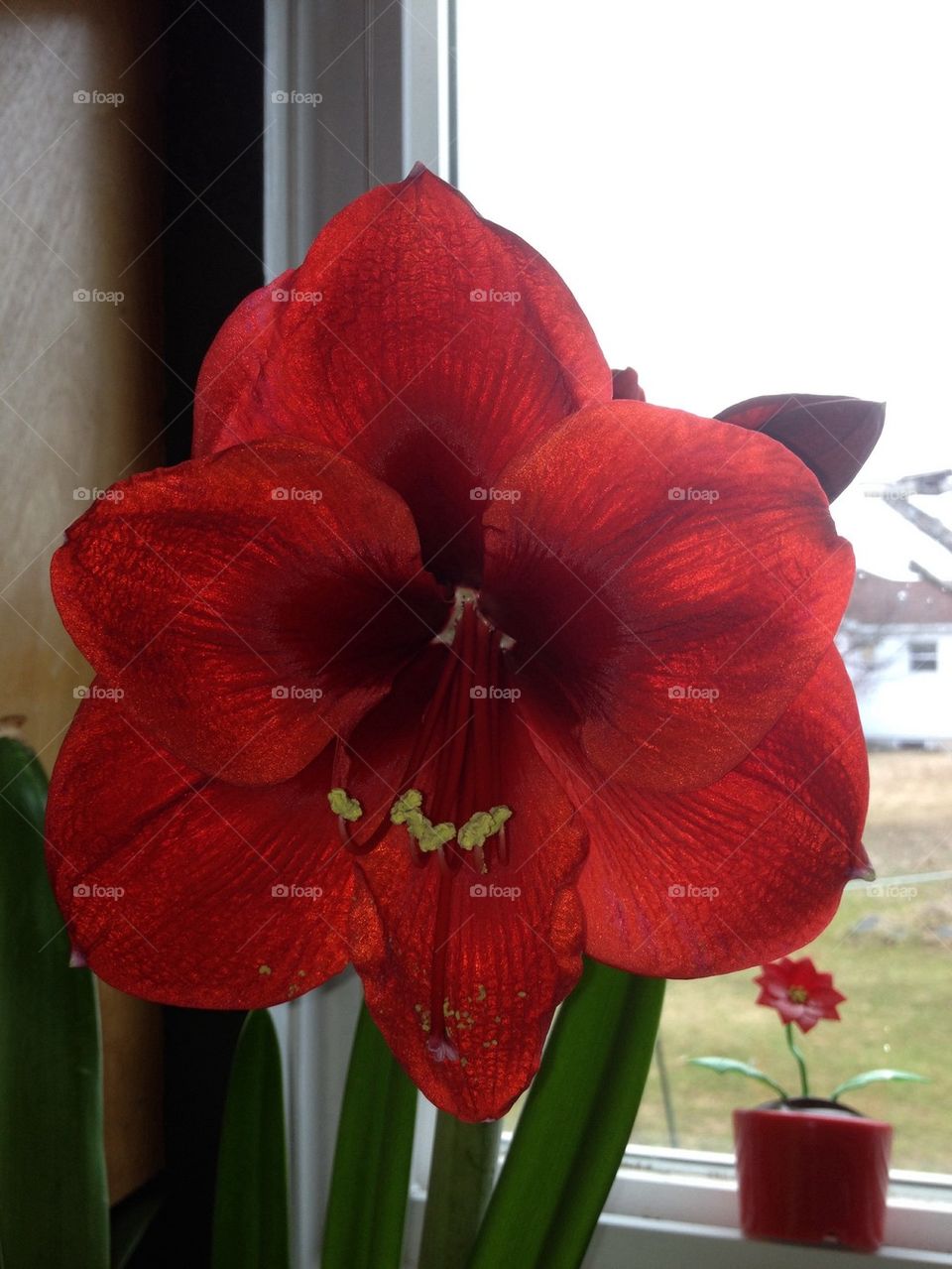 amaryllis