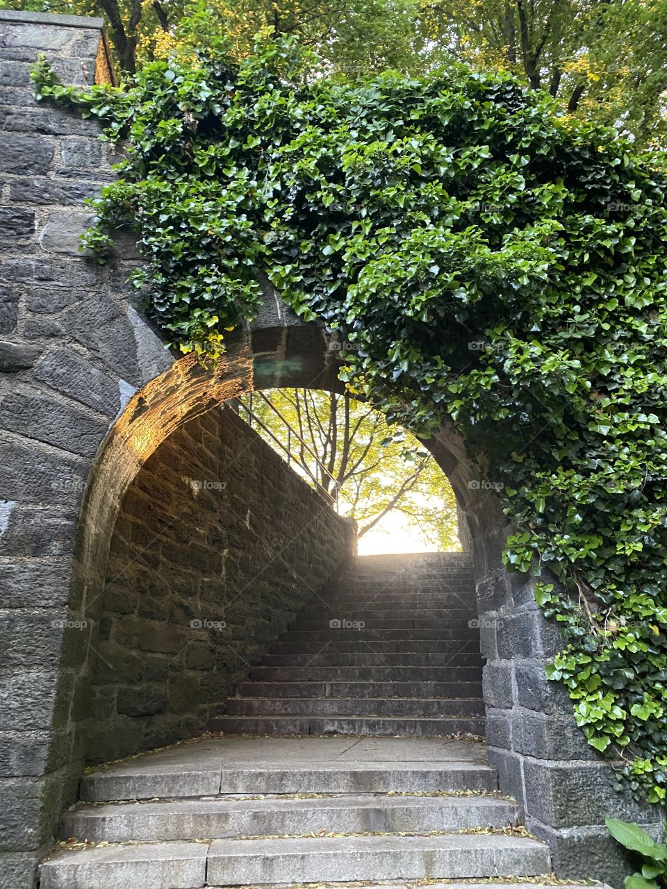 Sunlight through a stone archway with ivy