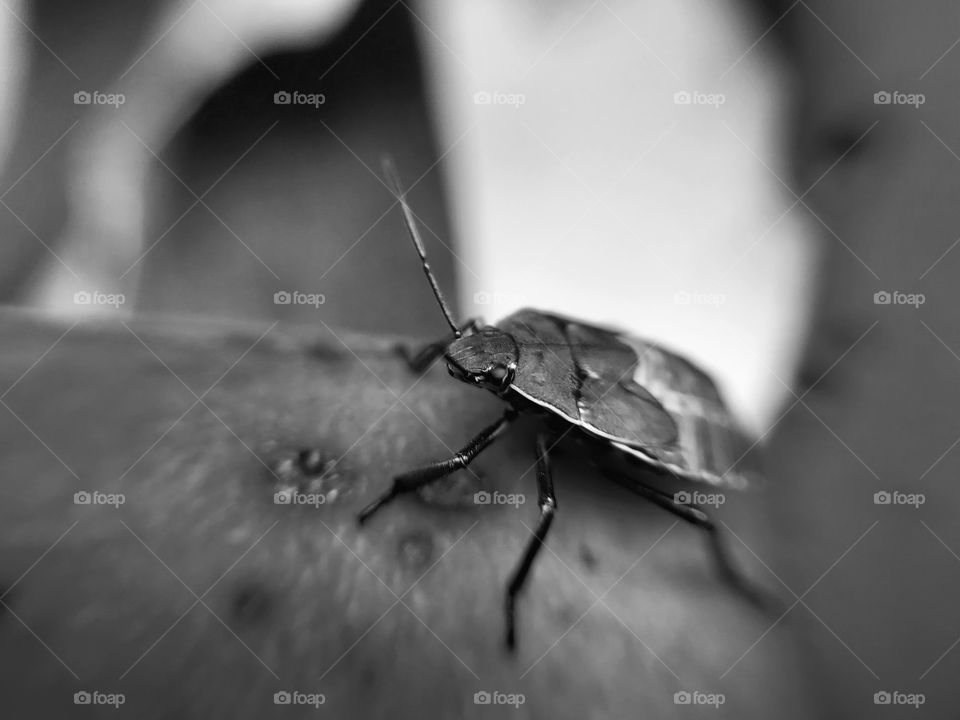 Nice bug | Photo with iPhone 7 + Macro lens.