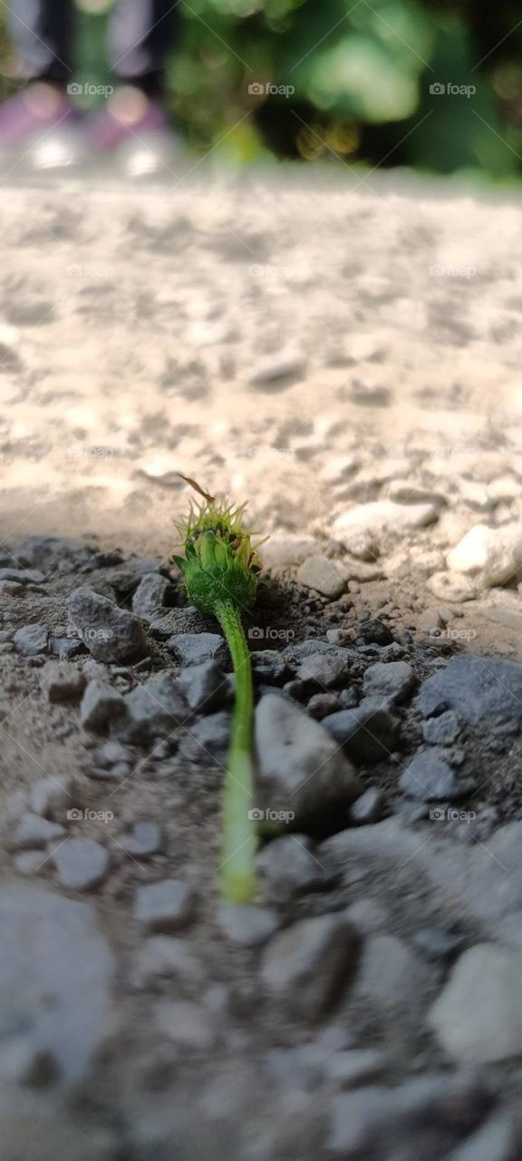Fallen dandelion on the rocky road