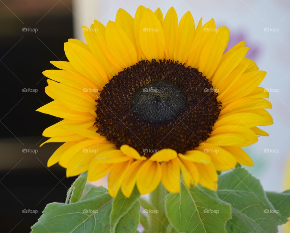 Nature, Pollen, Flower, Summer, Sunflower