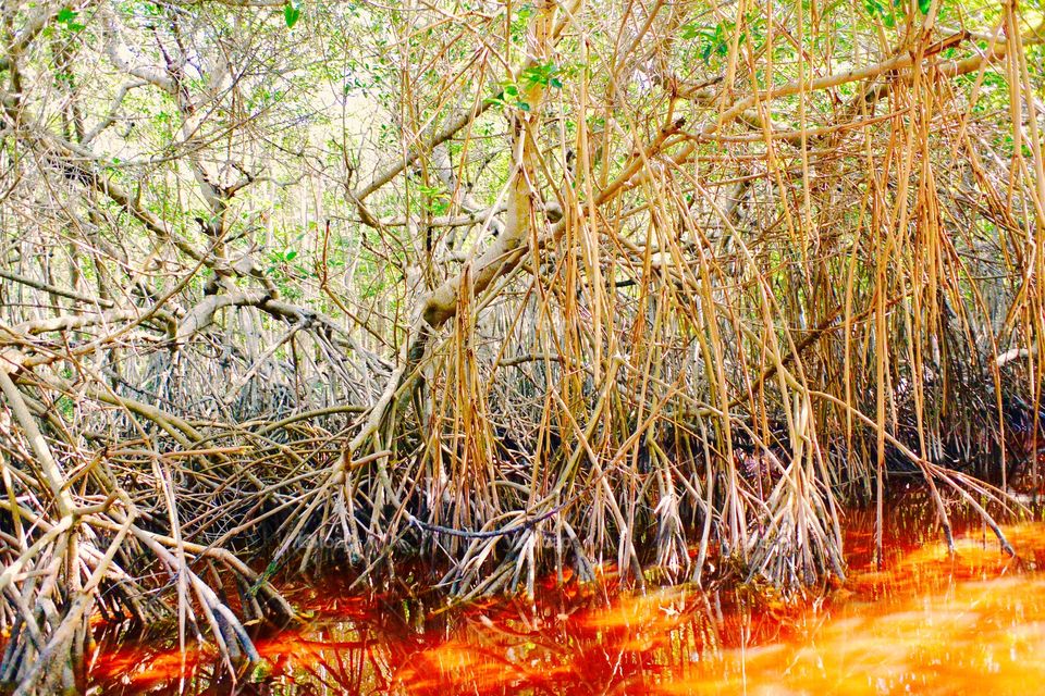 Inside mangroves 