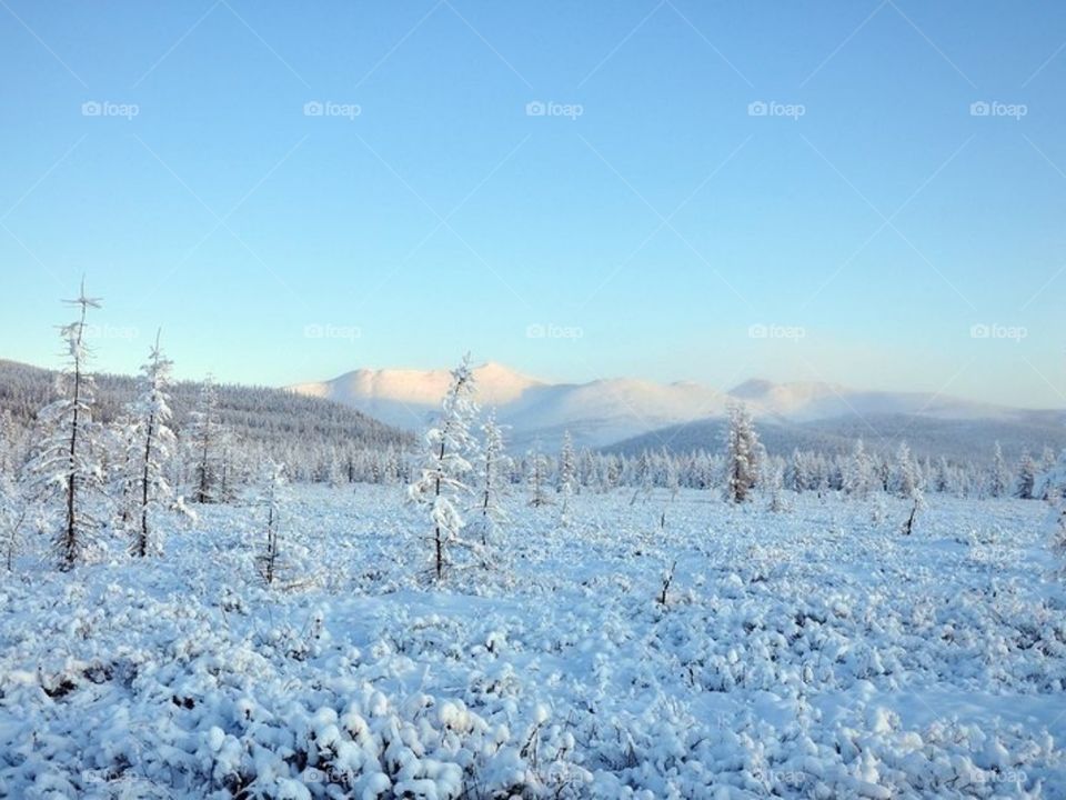 Зимняя красота