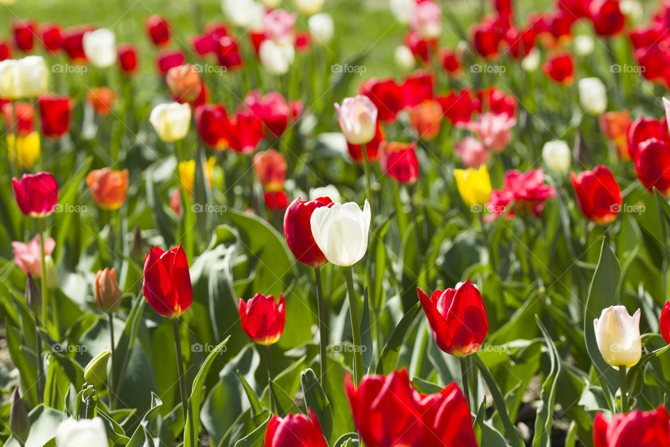 red and white tulips on the tulip field.  Kiss of spring concept