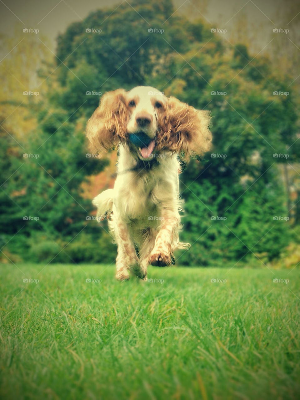 green grass play dog by vsusov