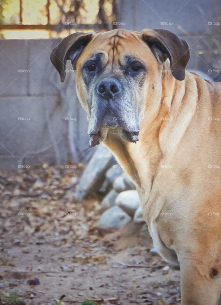 Tillman, South African Mastiff