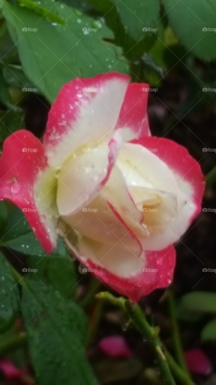 pink white wet rose