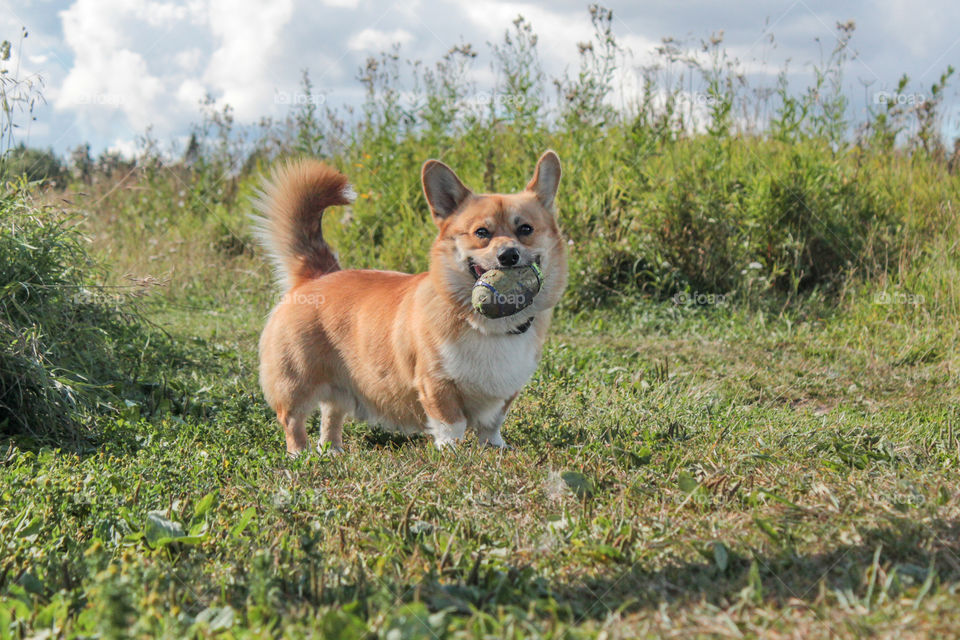 Corgi dog carrying ball in mouth