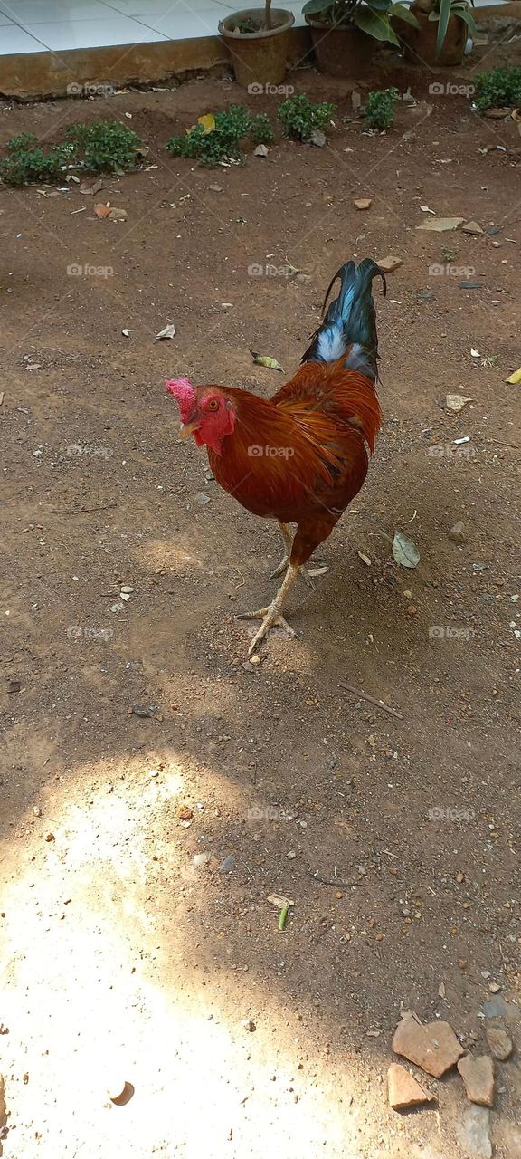A red rooster looking for food in the yard