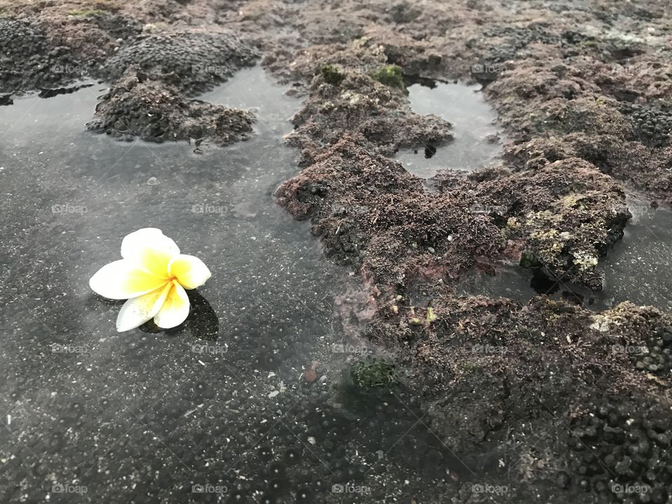 Frangipani into the water 
