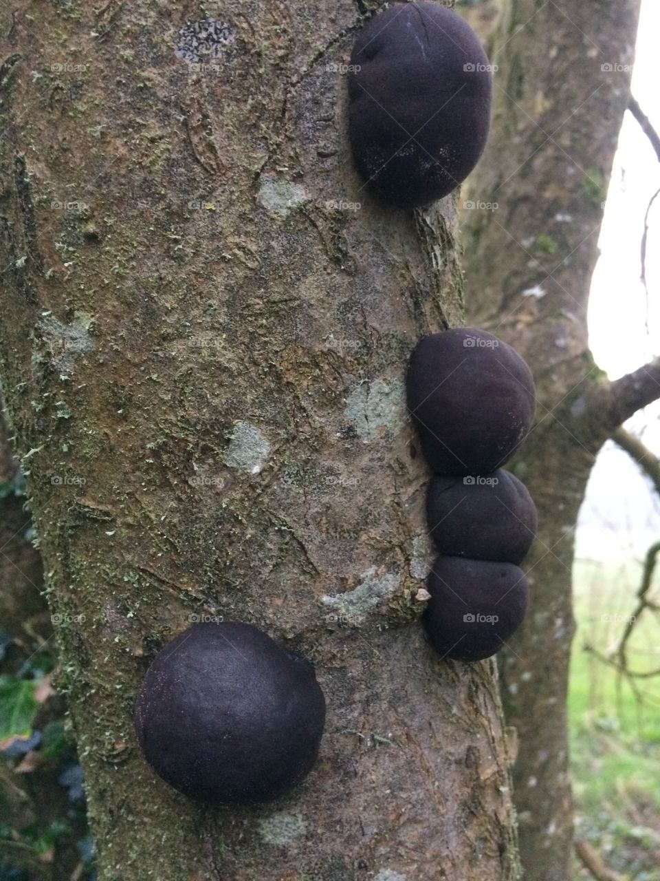 Tree infested with globular fungal growths