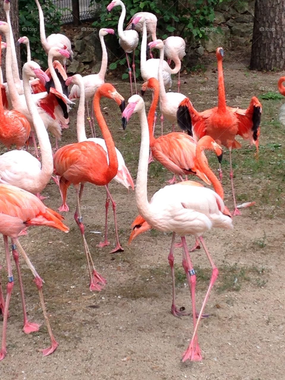 Flamingos